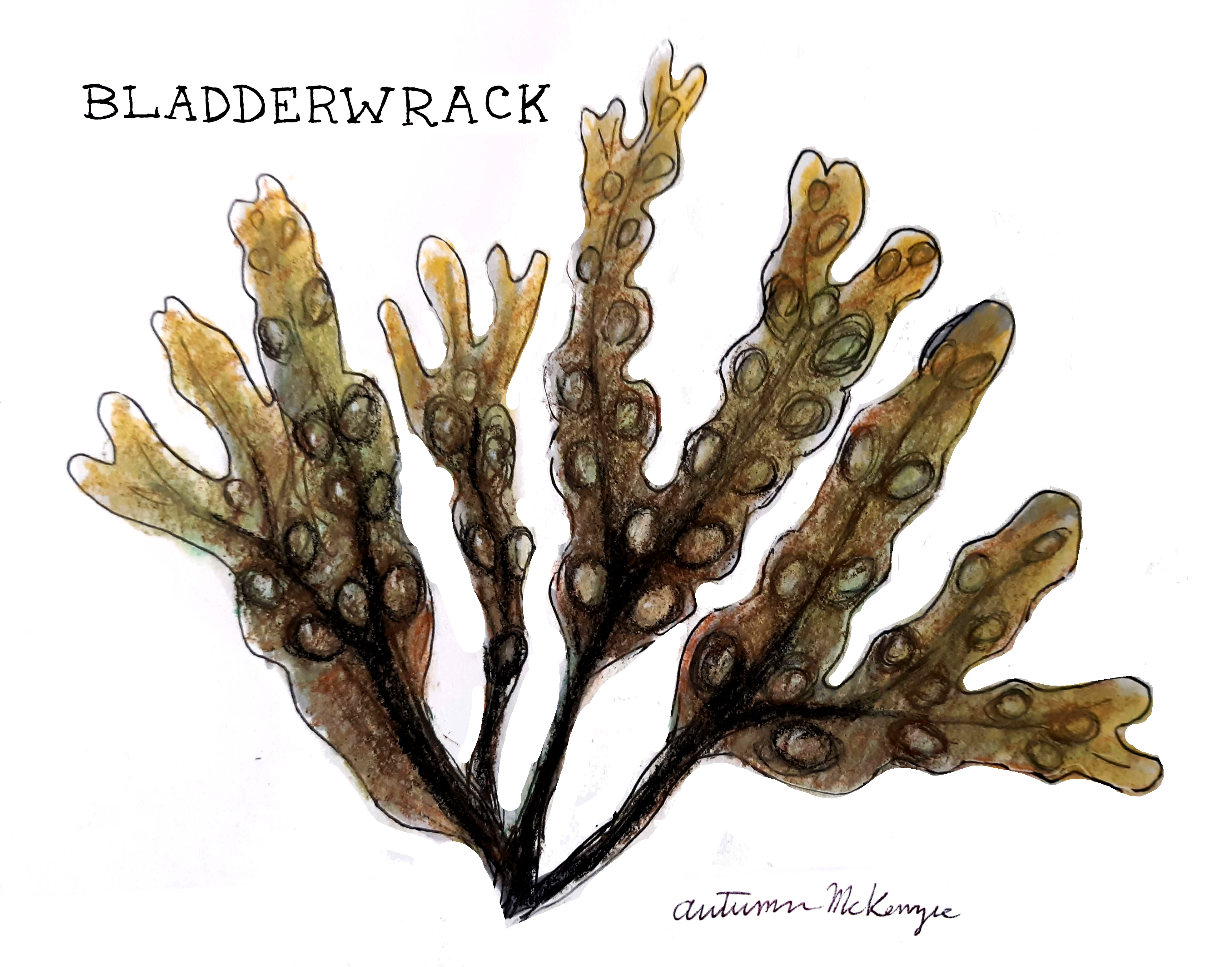 Keeping A Nature Sketchbook